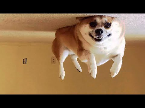 😂 Awesome Funny 🐶 Dogs And Cats 😸 –  Funniest And Cute Pet Videos