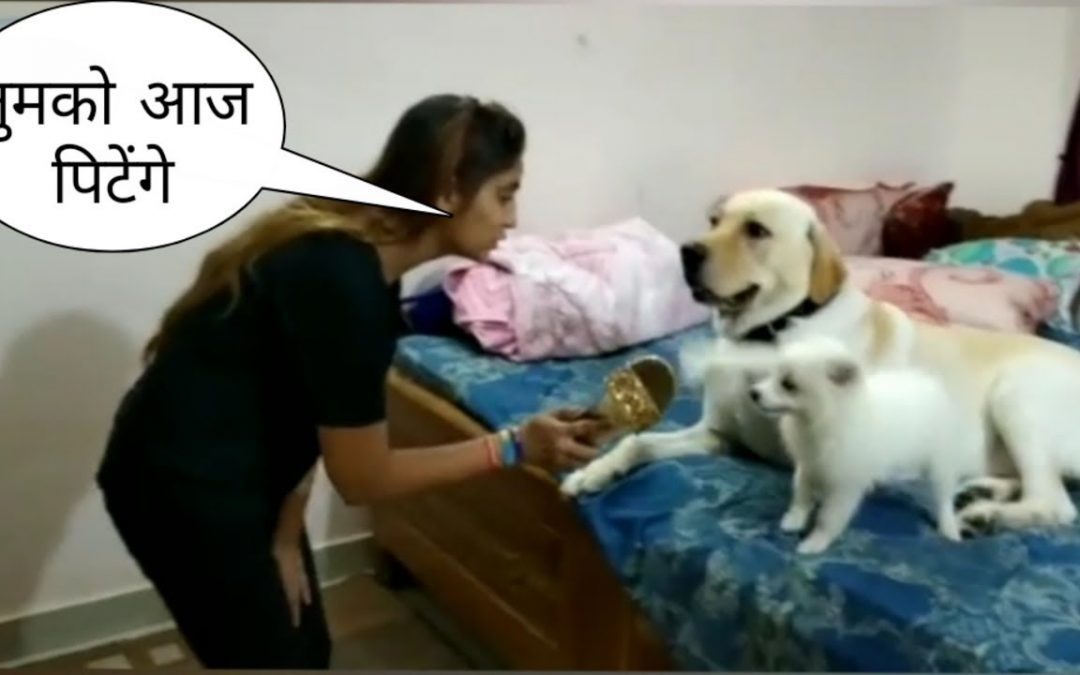 Tik Tok on all cute and talented dog 🐕 || funny || by Shaqib