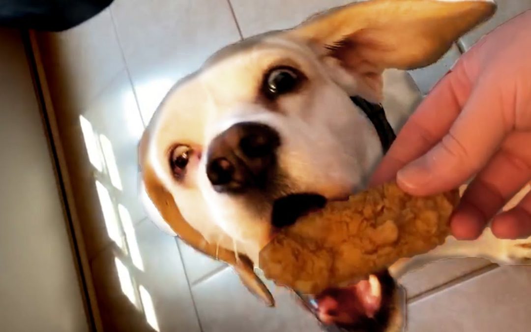 Cute and Funny Dog Videos to Start Your July 4th Weekend! 🐶
