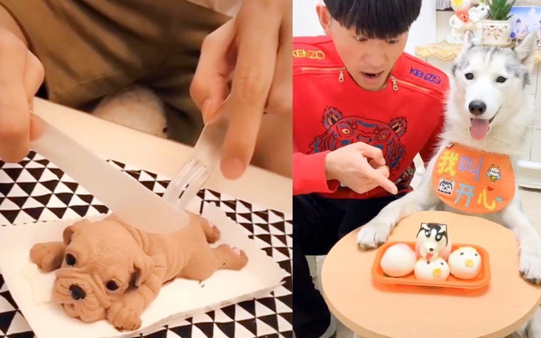 Dog Reaction to Cutting Cake – Funny Dog Cake Reaction Compilation (2019)