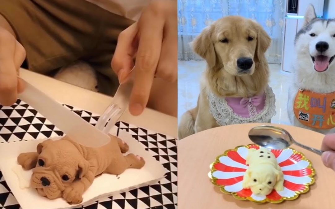 Dog Reaction to Cutting Cake – Funny Dog Cake Reaction Compilation
