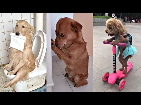 Cute Funny and Smart Dogs Compilation Ep 01