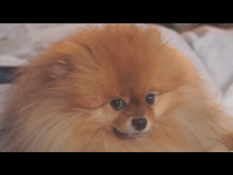 Funniest And Cutest Pomeranian Videos Compilation – Funny Dog Videos