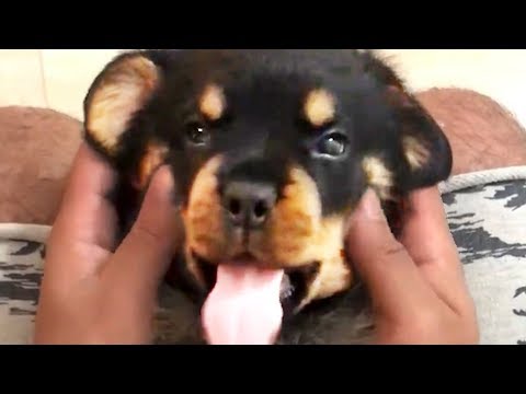 THE BEST CUTE AND FUNNY DOG VIDEOS OF 2019! 🐶