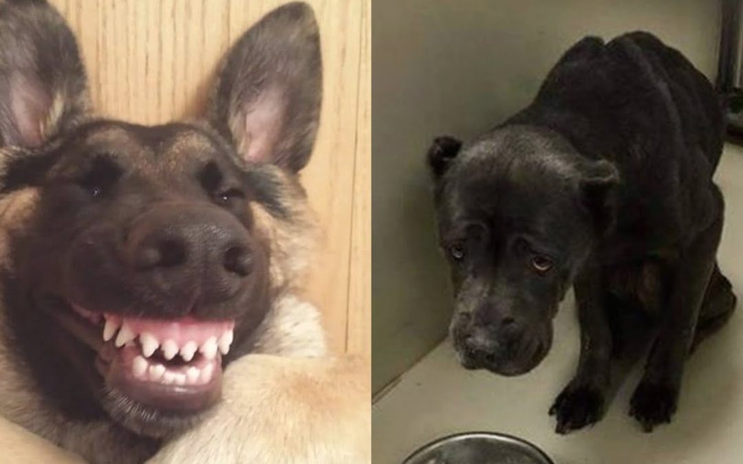 How Dogs Feeling In Covid🐶Funniest Dog Memes Videos🐶|| أطرف الكلب الميمات فيديو ||Try Not to Laugh