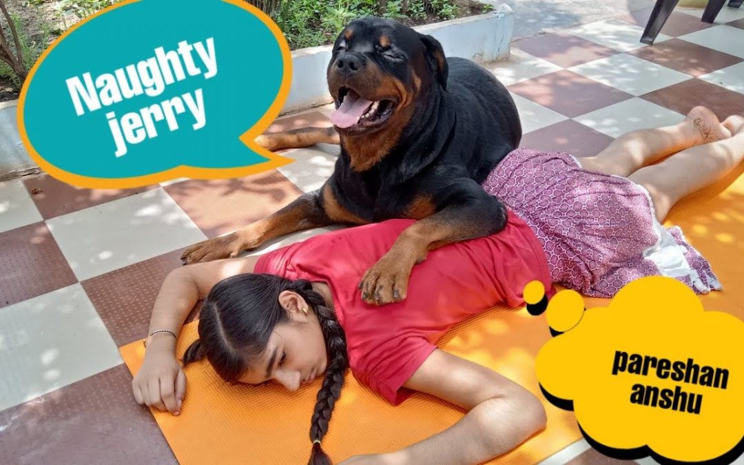 Naughty jerry is a thief||funny videos||funny dog ||cute dog.
