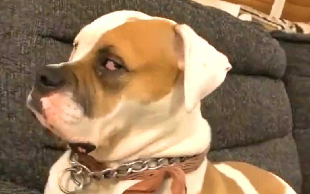 Guilty DOG Face Reaction 😆🤣😂 Guilty Dogs Video Compilation 2020