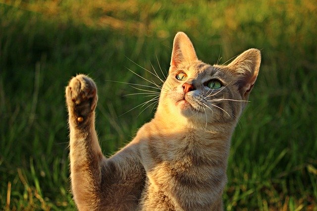 What’s Up With My Cat? Some Tips To Help You With Your Pet