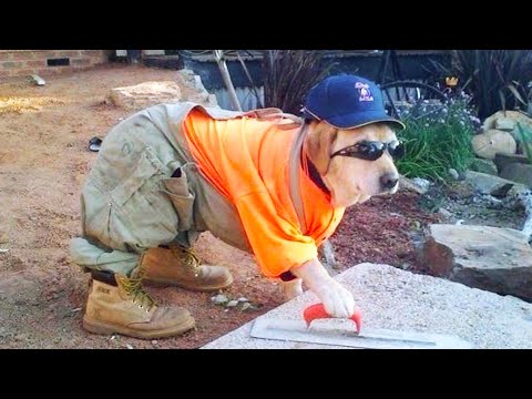 Funniest 😹 Cats And 🐶 Dogs Videos – Try Not To Laugh Challange 😂