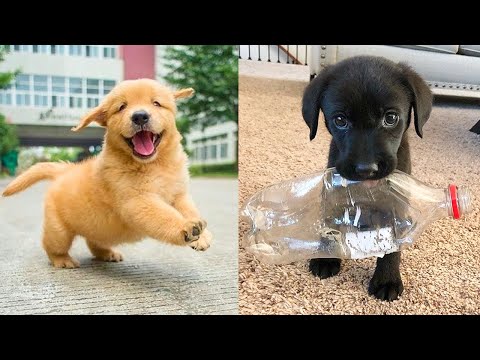 Baby Dogs – Cute and Funny Dog Videos Compilation #30 | Aww Animals
