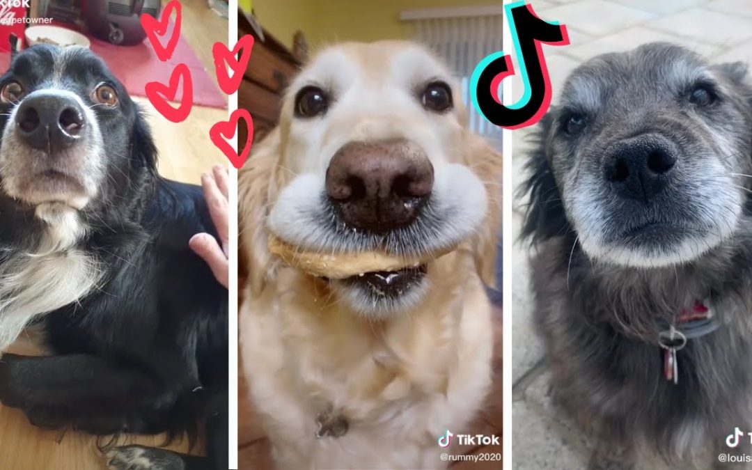 Dogs Doing Funny Things TIK TOK Compilation ~ Cutest Doggos of TikTok ~ Puppies