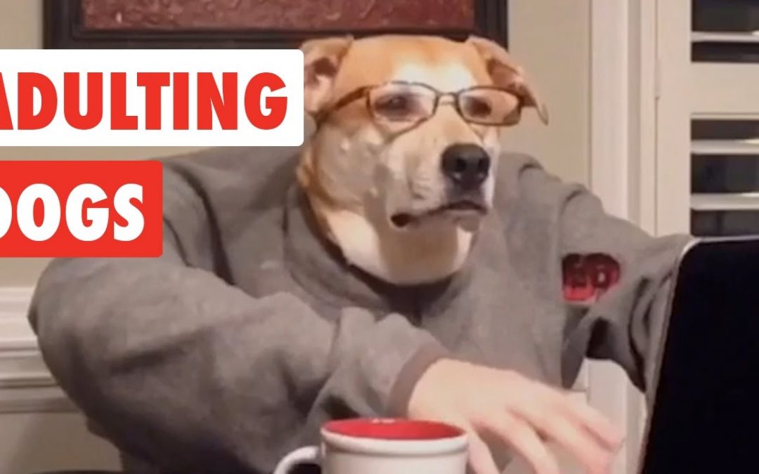 Adulting Dogs | Funny Dog Video Compilation 2017