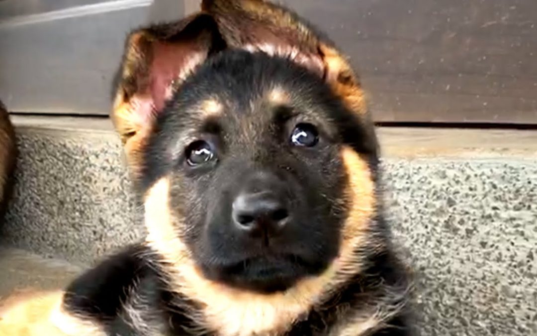 THE BEST CUTE FUNNY DOG VIDEOS THIS WEEK! 🐶