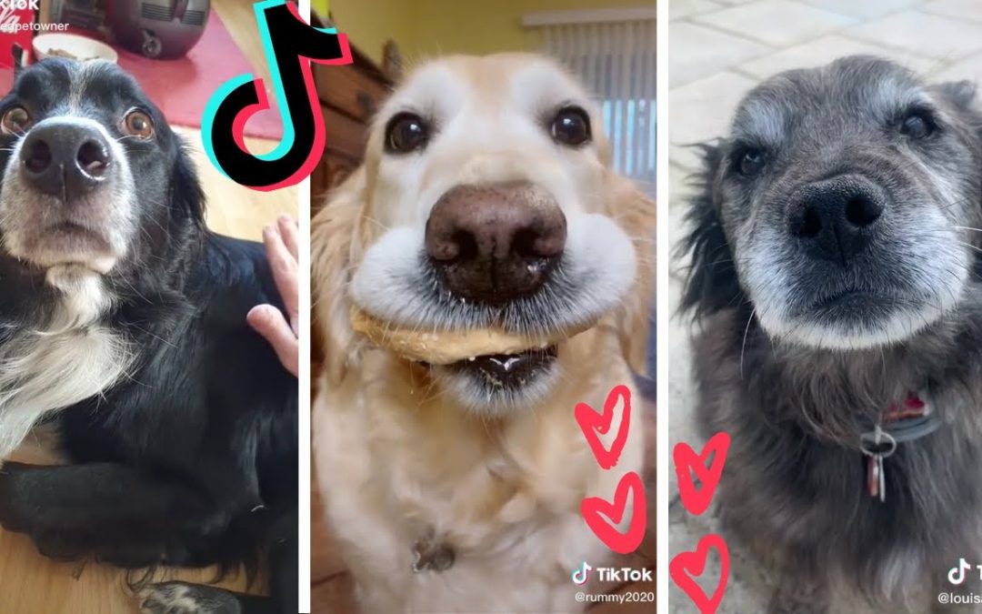 Funny Dogs of TIK TOK ~ Cutest Puppies ~ Tik Tok Compilation