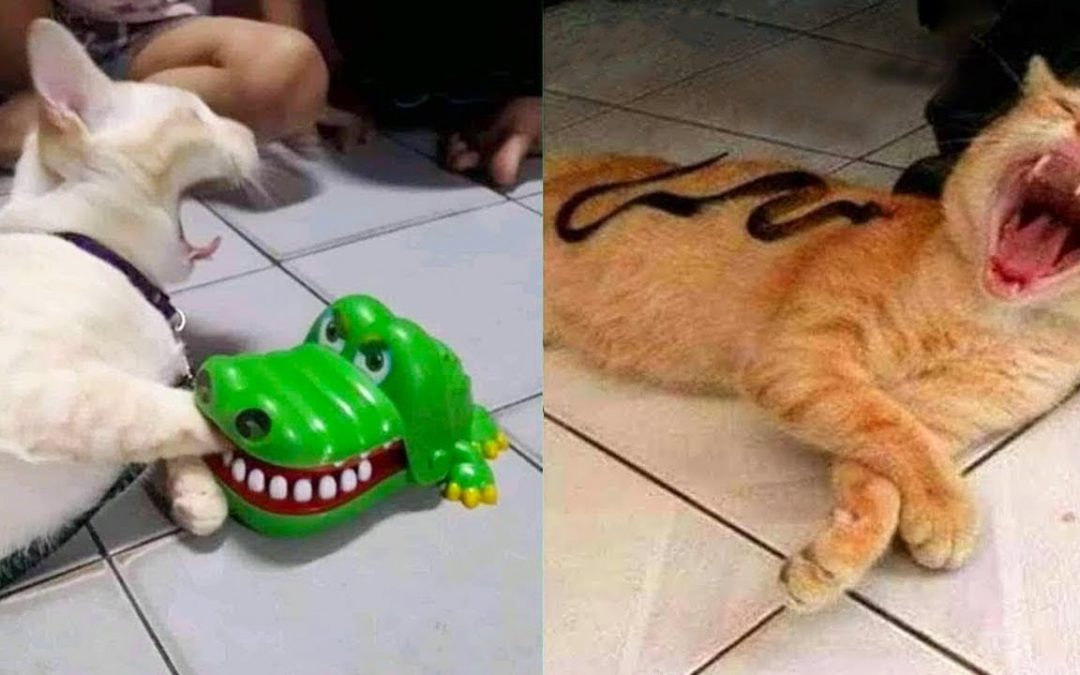 Funny Cats Reaction To Toy – Funniest Dogs And  Cats Compilations