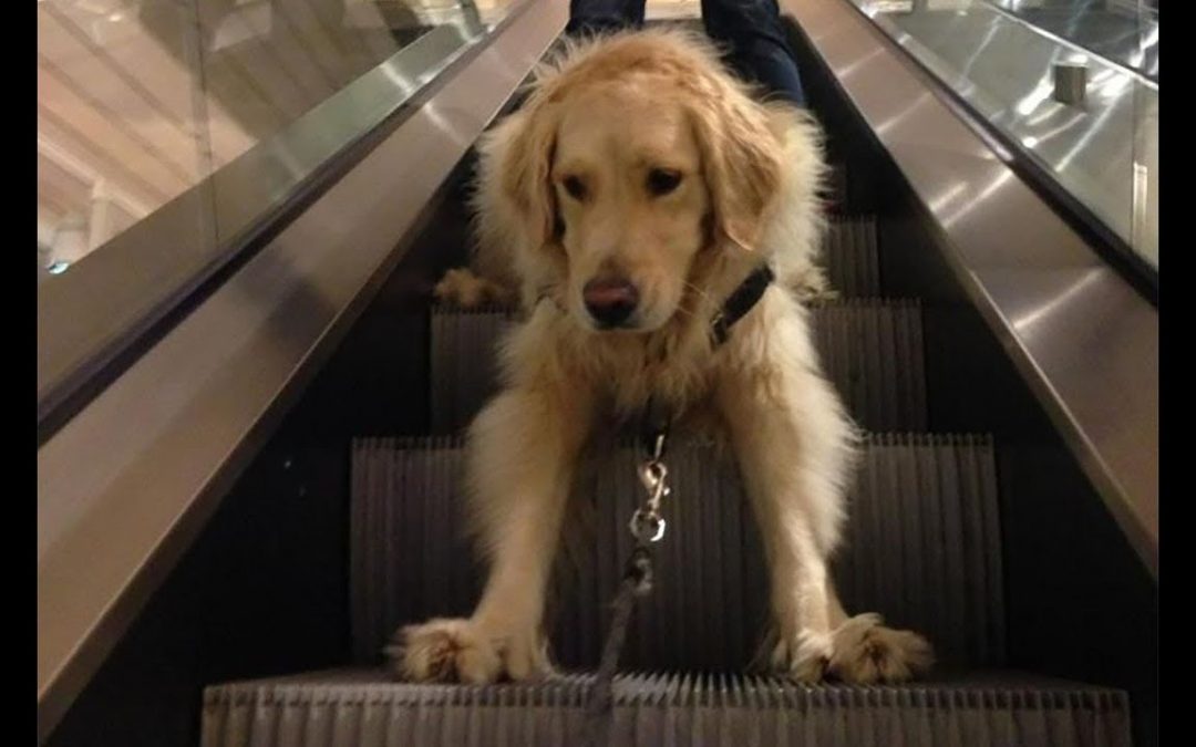 Funny Video Escalator Fails – Funny Dogs on Escalators Compilation (2019)