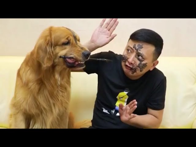 😂😂FUNNY VIDEO/FUNNY DOG