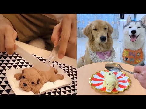 Chó Reaction Video Cắt Bánh Kem Hình Chó – Funny Dog Bánh Kem Reaction