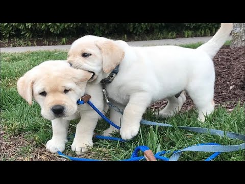Funny Videos Animals – 🐶 It's time to LAUGH with Dog's life – Dog 2020
