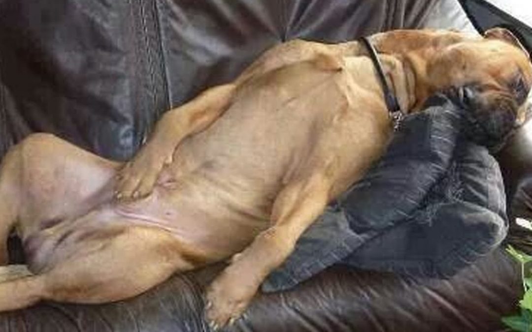 You will have TEARS IN YOUR EYES FROM LAUGHING 🤣🤣🤣  The FUNNIEST DOGS compilation 2020