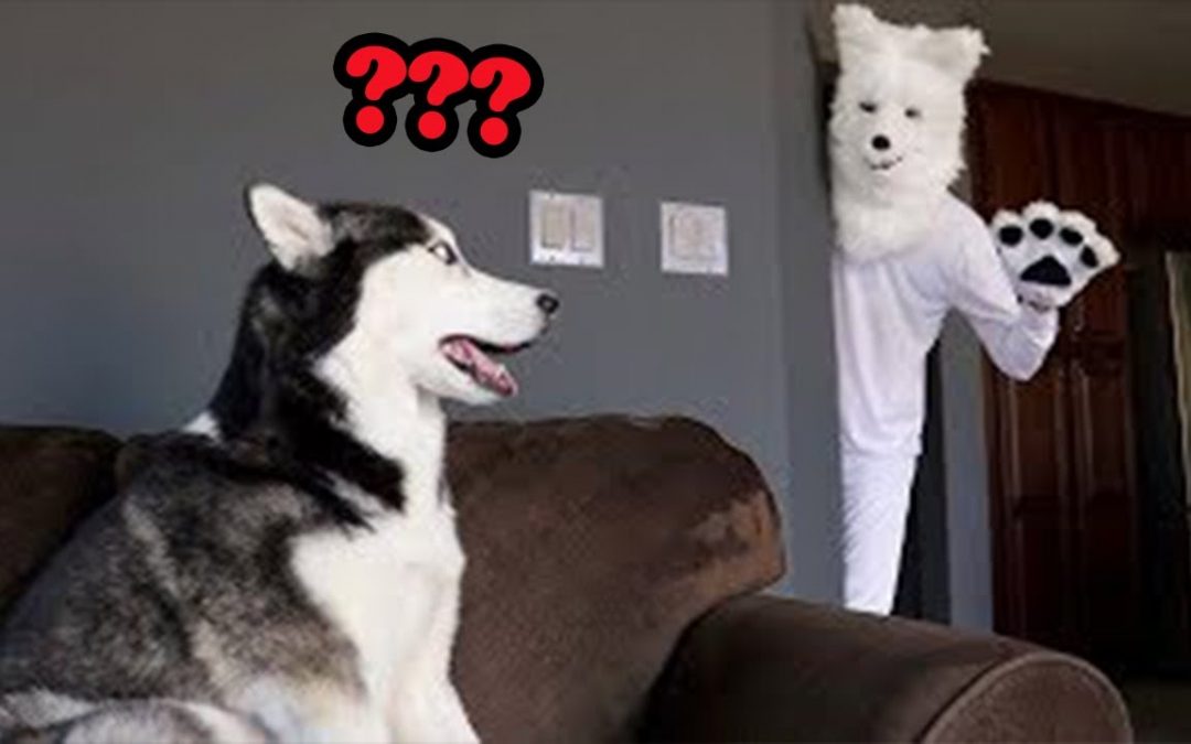 😆 TRY NOT TO LAUGH 😂 Funniest Pranks On Dogs & Cats