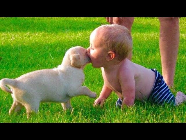 Funny Dog Videos 2020 🐶 It’s time to LAUGH with Dog’s life – Funny Videos Animals