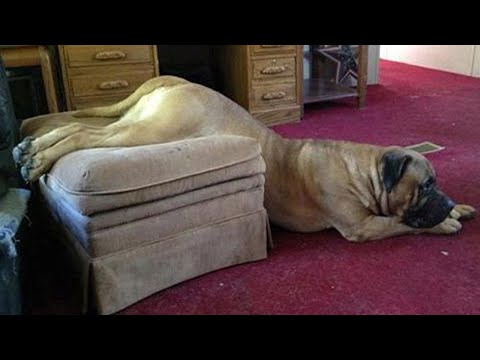 Life with DOGS is FULL OF LAUGH –  Ultra Funny Dog Videos