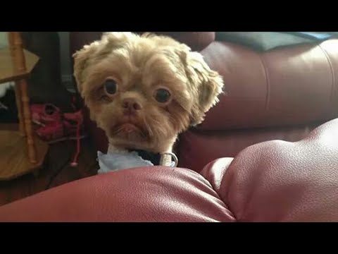 FORGET STRESS and LAUGH HARD! The FUNNIEST DOG VIDEOS!🐕🐕🐕