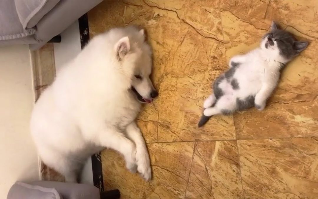 🐶😺 Sleep Time – Sleeping Cat And Dog Funny Videos