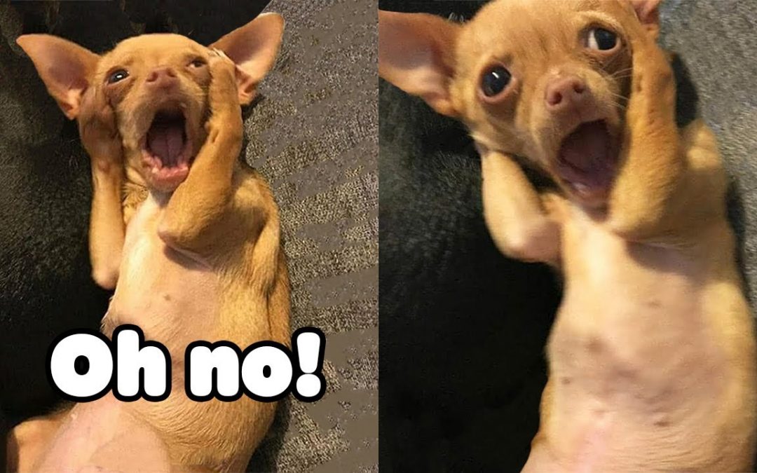 Oh No! Tik Tok – Funny Pets Reaction – Dog And Cat Video