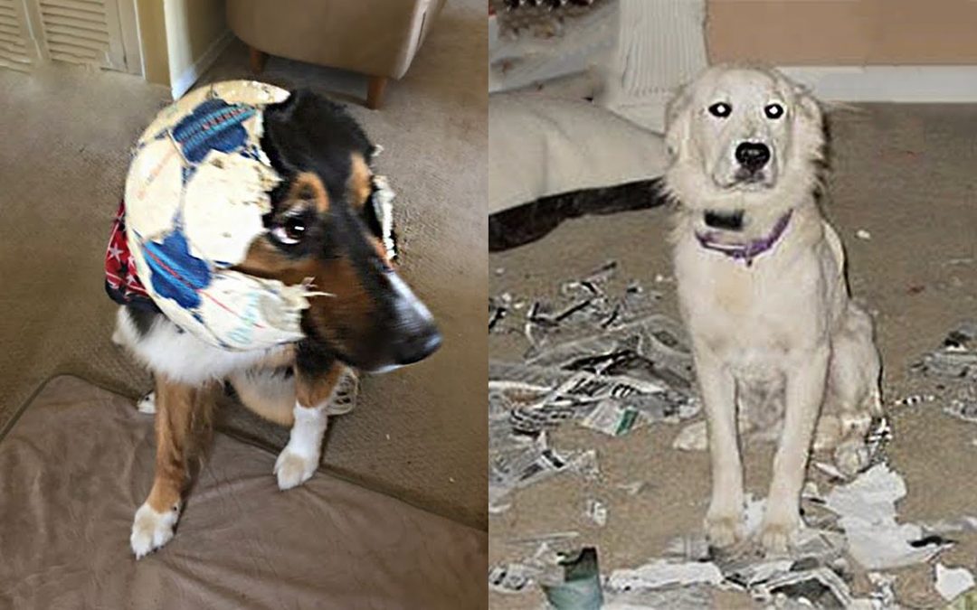 Dog Destroying Stuffs – Funny Dog Videos 2020 | Pets Island