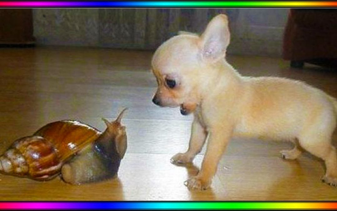 Baby Dogs – Cute and Funny Dog Videos Compilation #9 | AWW Animals SOO Cute!