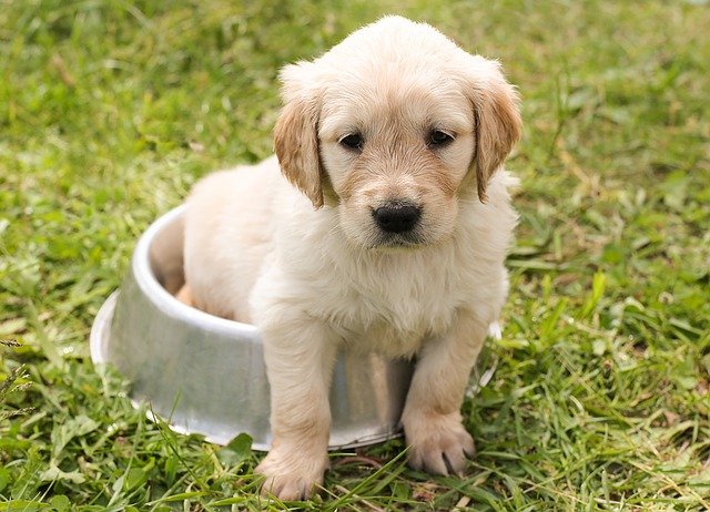 Puppy Training Basics For Any Family