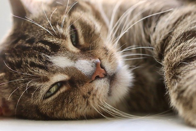 Superb Article About Cats That Will Really Educate You