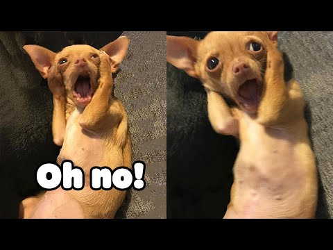 Oh No! Tik Tok – Funny Pets Reaction – Dog And Cat Video