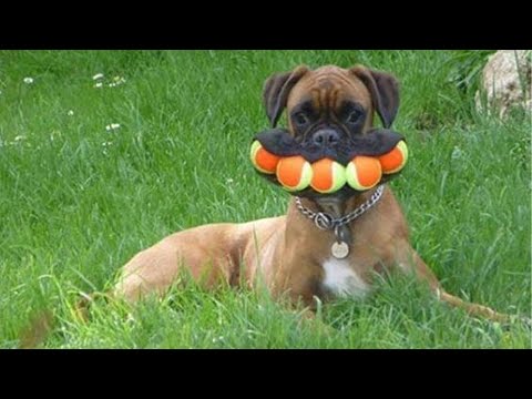 Funniest DOGS will make you LAUGH YOUR HEAD OFF –  Best FUNNY DOG Videos