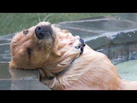 FUNNY DOG that deserve 100 MILLION VIEWS!  – DOGS are THE BEST PETS ever!