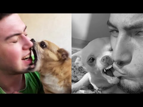 Funny Scary Dogs And Cats 😮 Funny Pets Reaction | Pets Town