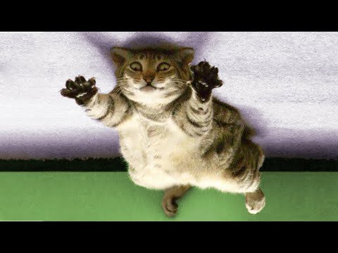 Best Funny Dogs 🐶 And Cats 😹 Videos – Try Not To Laugh!