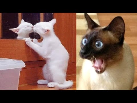 🐶🐱 Funny Cat And Dog Videos – Try Not To Laugh 🤣🤣 | Super Dog