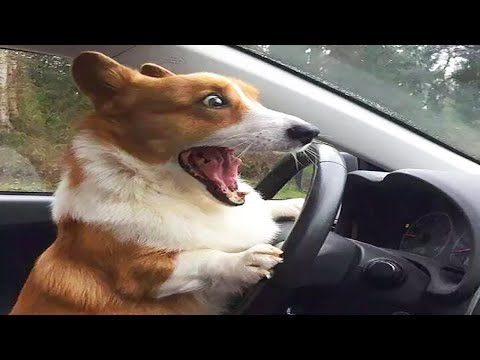 It's TIME for SUPER LAUGH! 😝 Best FUNNY DOG videos