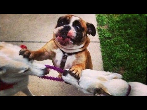 DOG MEMES & FUNNY VIDEOS  – Top Funny DOGS Videos| TRY NOT TO LAUGH