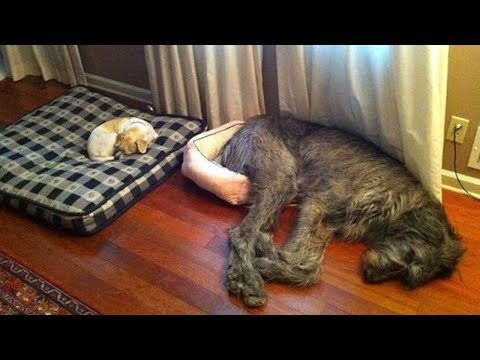 SPECIAL FUNNY DOGS EDITION –  FUNNIEST DOGS video will make you forget all bored problems!