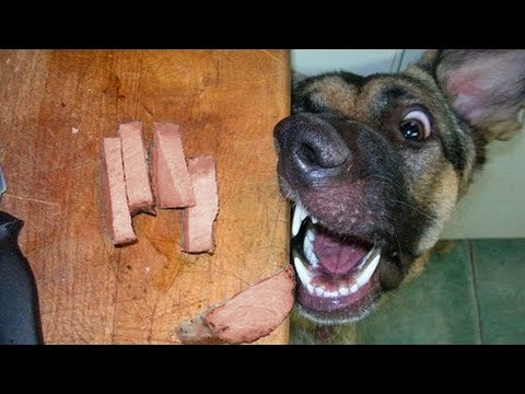 Best Funny Videos Of Dogs 🐶 And Cats 😹 – Try Not To Laugh!