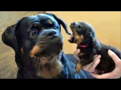 You should have a DOG –  Funniest dogs video ever!