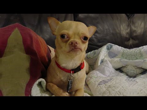 Funniest Confused Pets Compilation – Funny Dog Reaction Videos