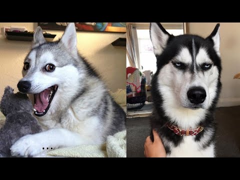 Husky dog is the best Comedian 😄🤣  Funny Husky Dogs Video Compilation