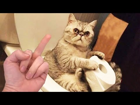 Try Not To Laugh 🤣 – Funny Dog And Cat Reaction Videos | Pets Island