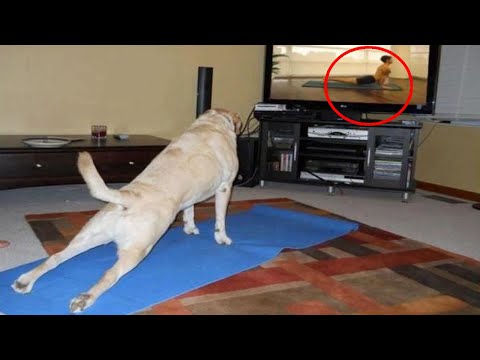 Funny Dog Videos | Laugh With Funny Dogs 😂 Funniest Pets Compilation