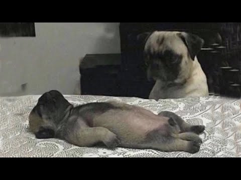 You will laugh at all the DOGS 🤣 Funny DOG Videos 😂🐶